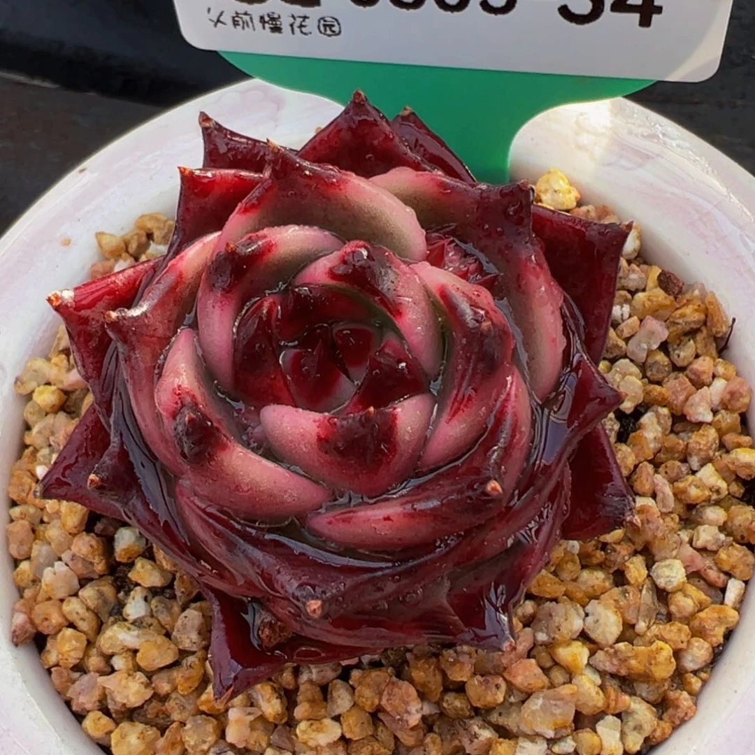 从前慢多肉精选编号0305.34