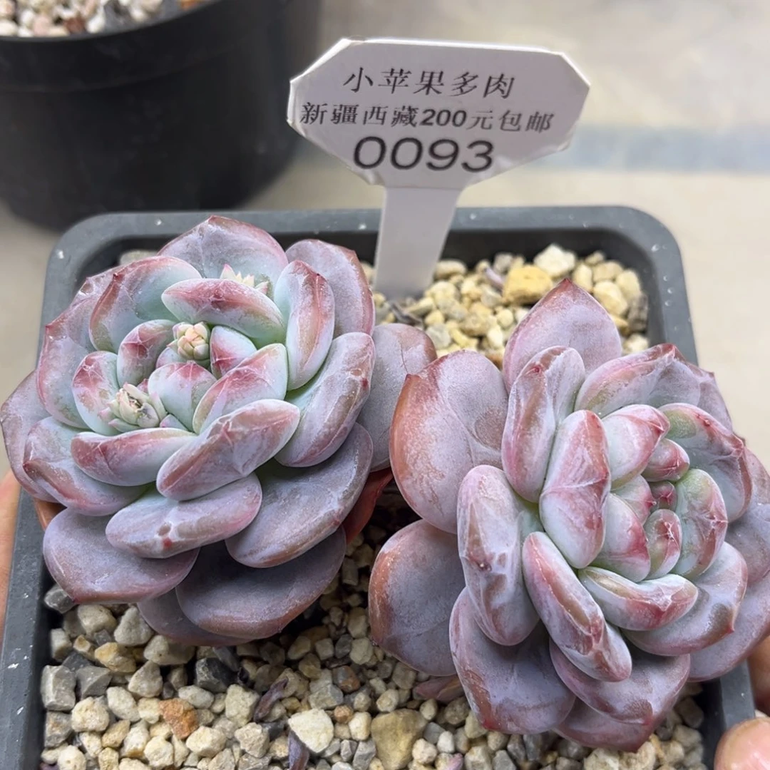 绿底紫心093/12cm2头