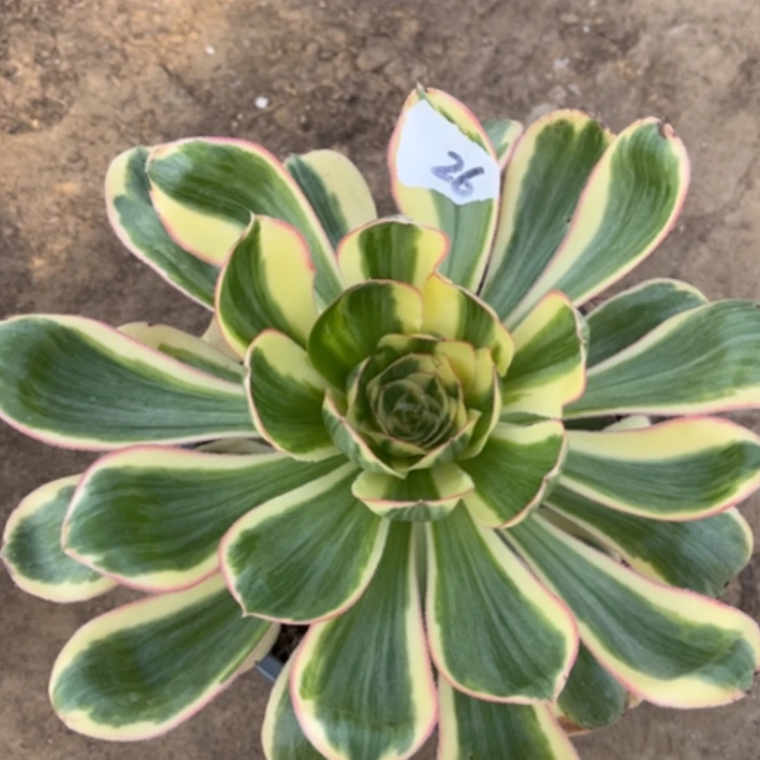 【闪购商品】26艳姿锦多肉法师