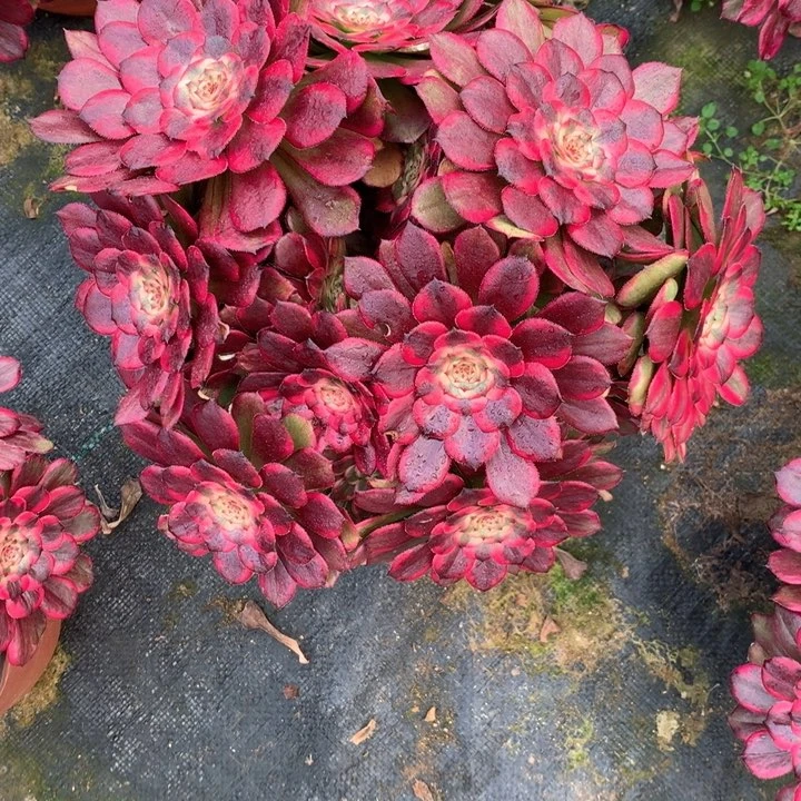 493红金刚多肉植物