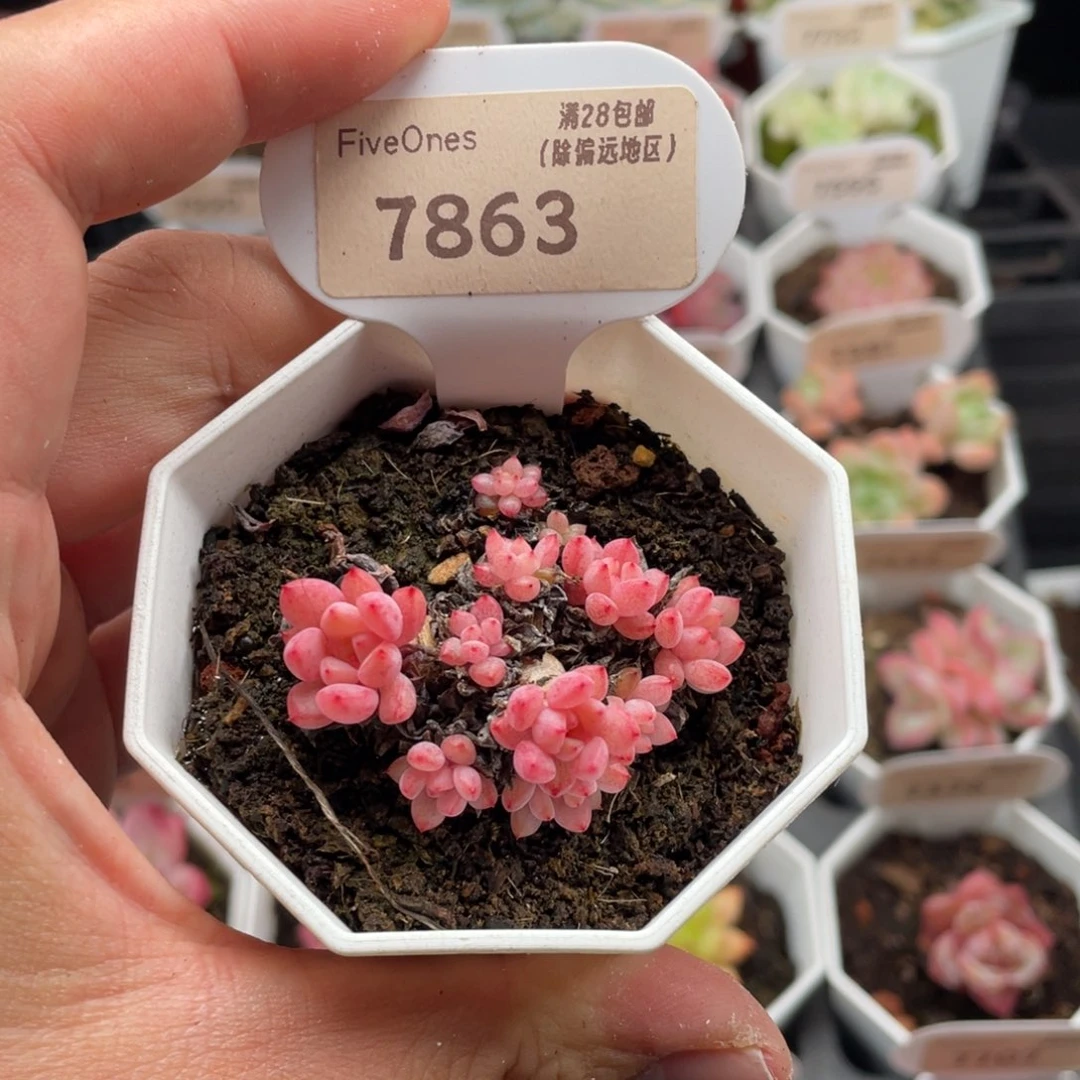 可爱泡泡7863-4.5厘米