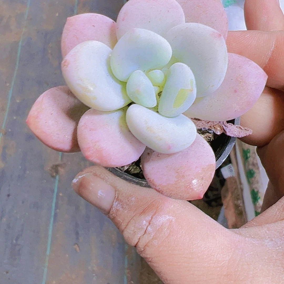 单头洛神2个19包邮拓土哦哈