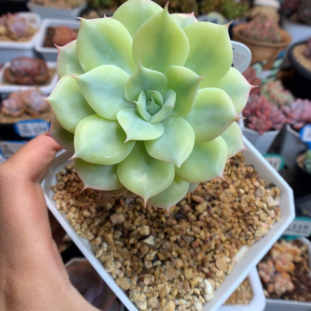 400蓝色巴黎锦多肉植物