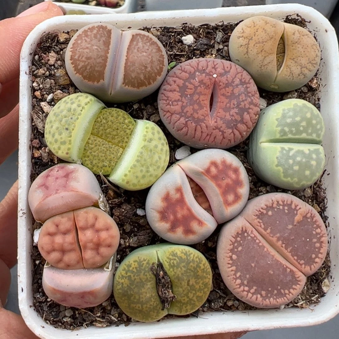 1.25好看的多肉669