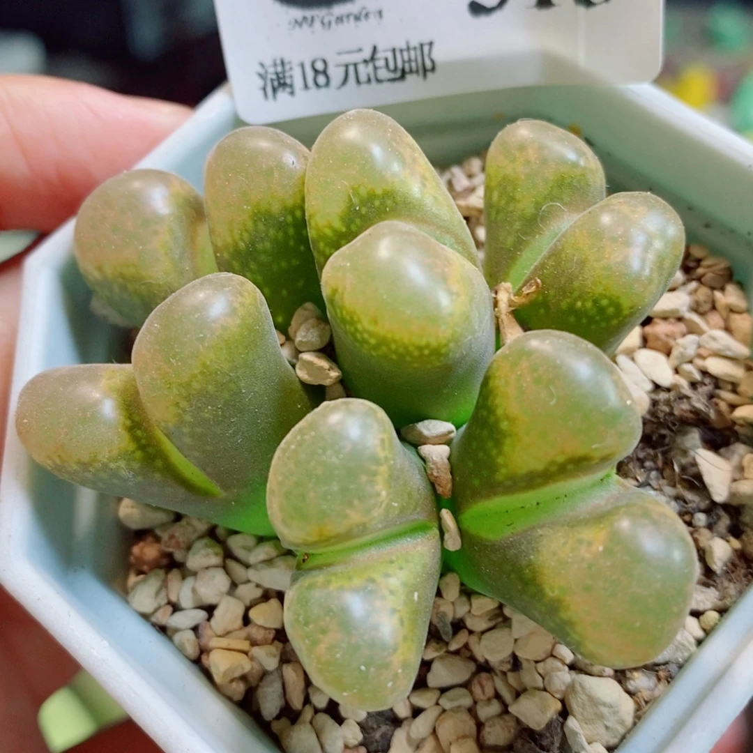 生石花花花花开了315