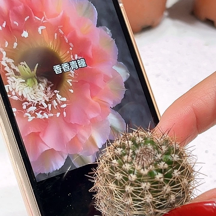 彩草清瞳侧芽二点五公分左右