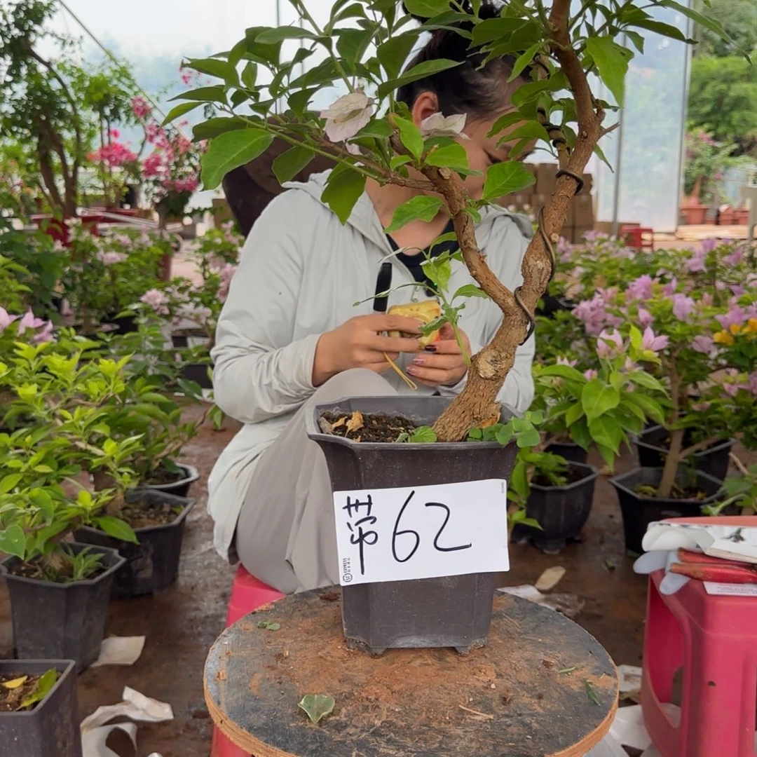 大部分花苞少量开放金夫人 62