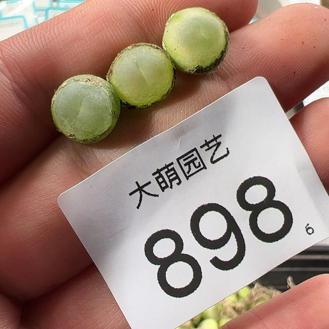 0000898 清盒福利微瑕无售后……