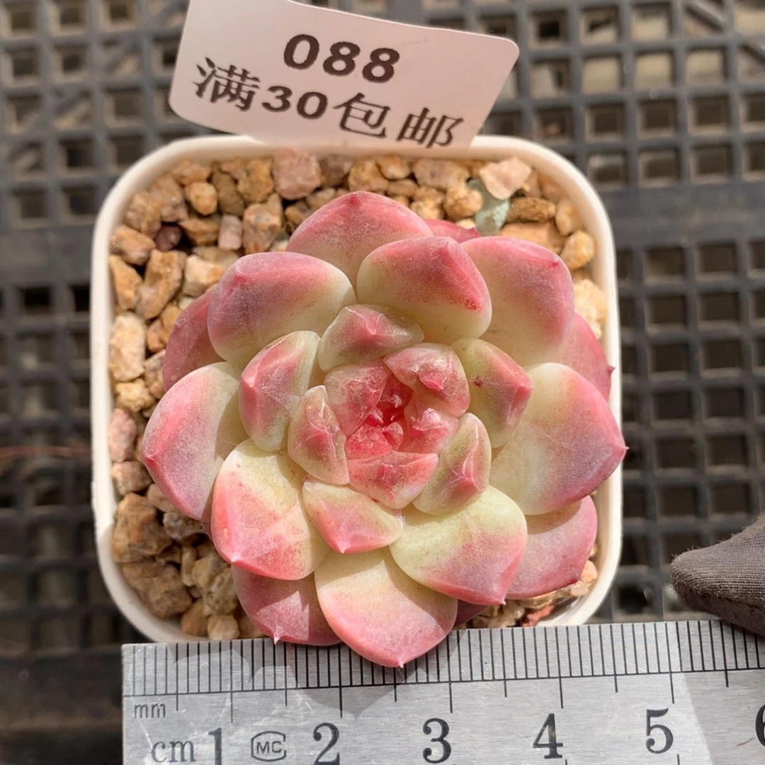 88。石榴汁心。秘境冰魄。