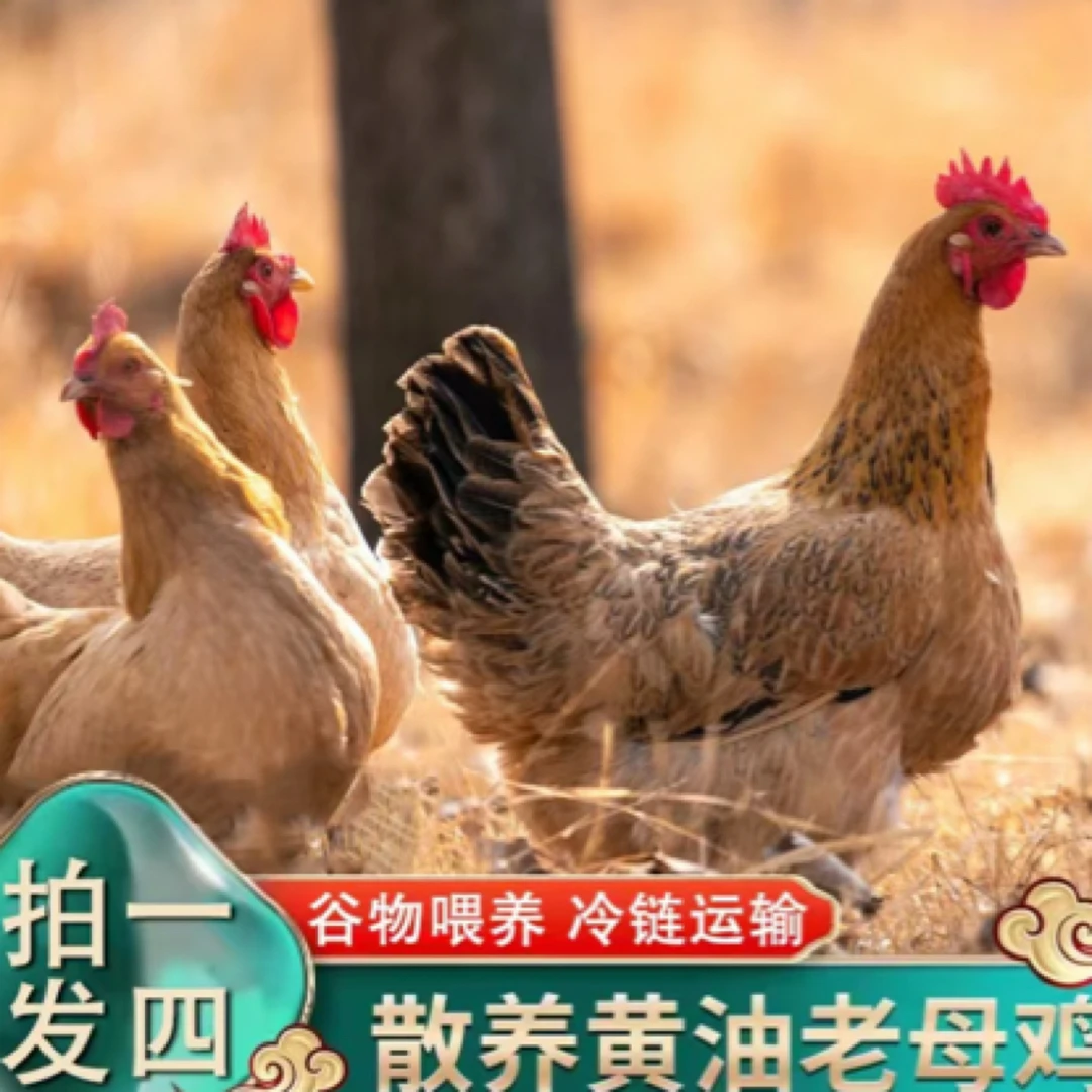【竹林】放养3年黄油老母鸡 带内脏 4只净重10-11斤+赠2根人参
