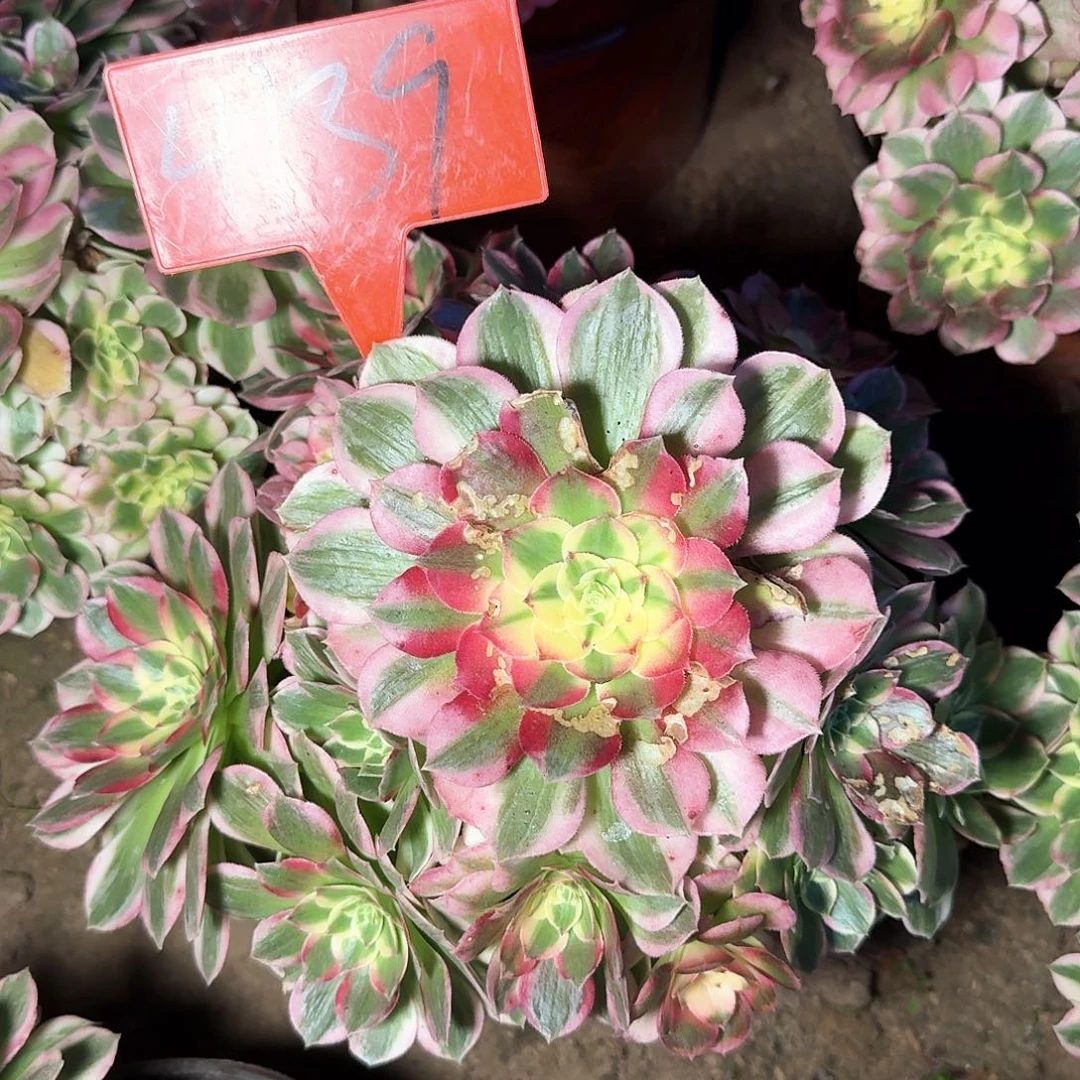 4139海王多肉法师