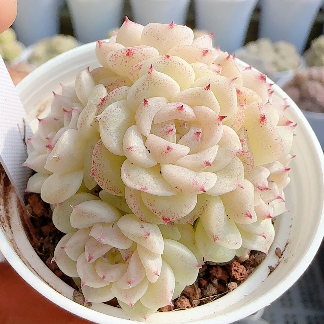 1210-65（xx-54）优选