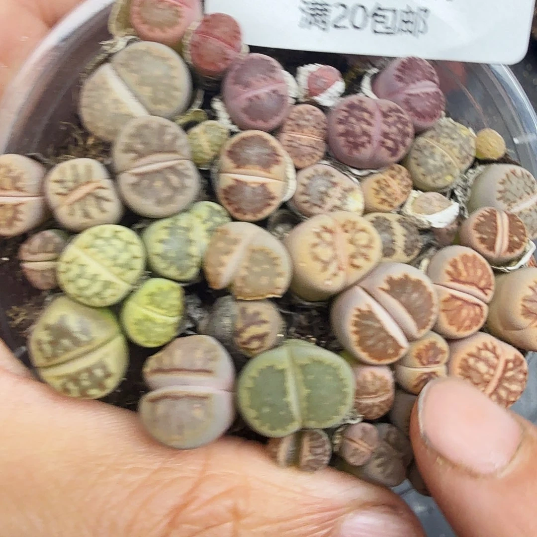 是因为他们没有勇气233这个