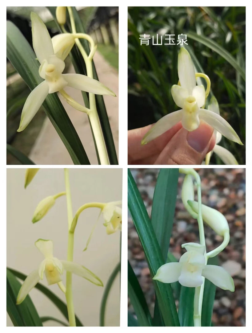 青山玉泉 绿鸟嘴 市长红 白蕊蝶 华仕蕊蝶建兰花清香禅意闽众兰花