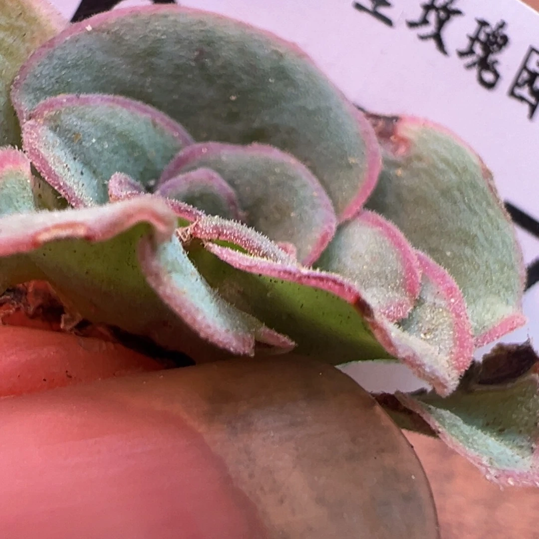 可***?陈陈917不知名芽