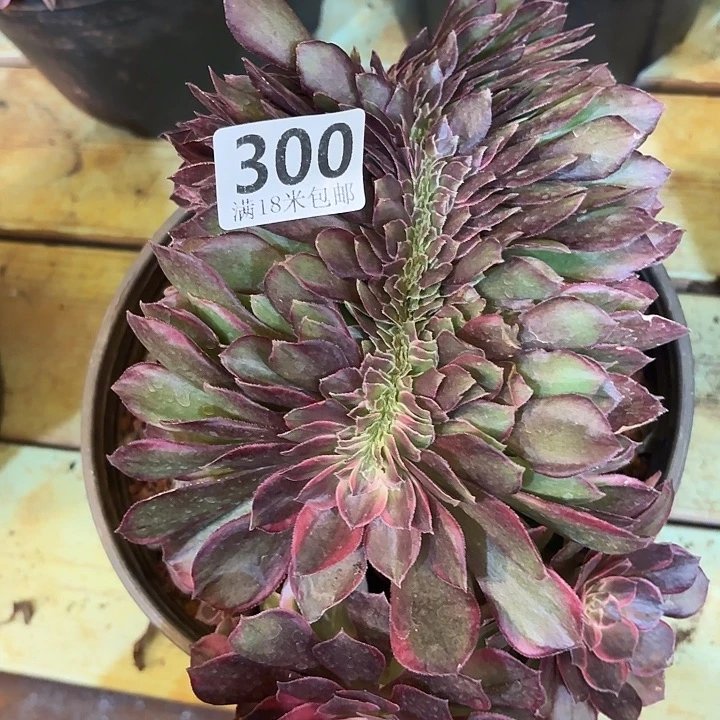 300黑魔锦缀化掌心多肉法师锦