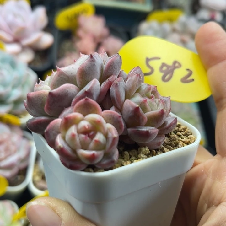 3头甜心F群5082可拍