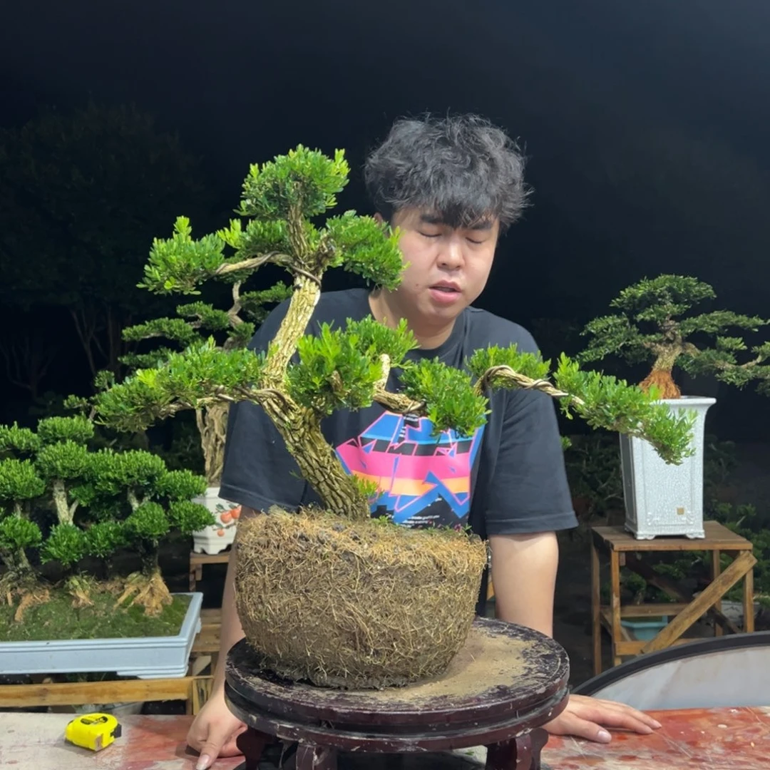 无花朵广东皱皮雀舌黄杨