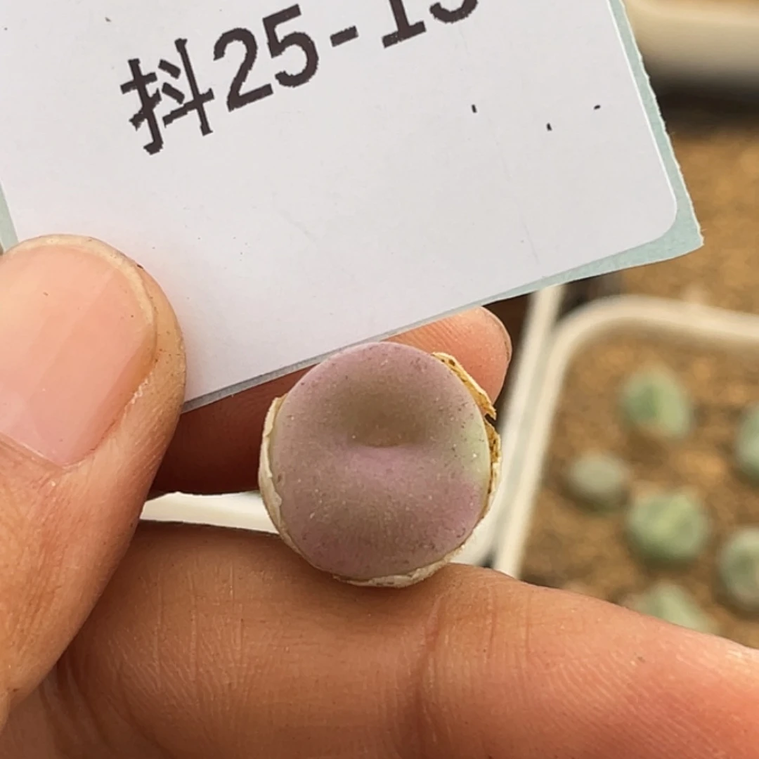 25-13空卡佛多肉植物