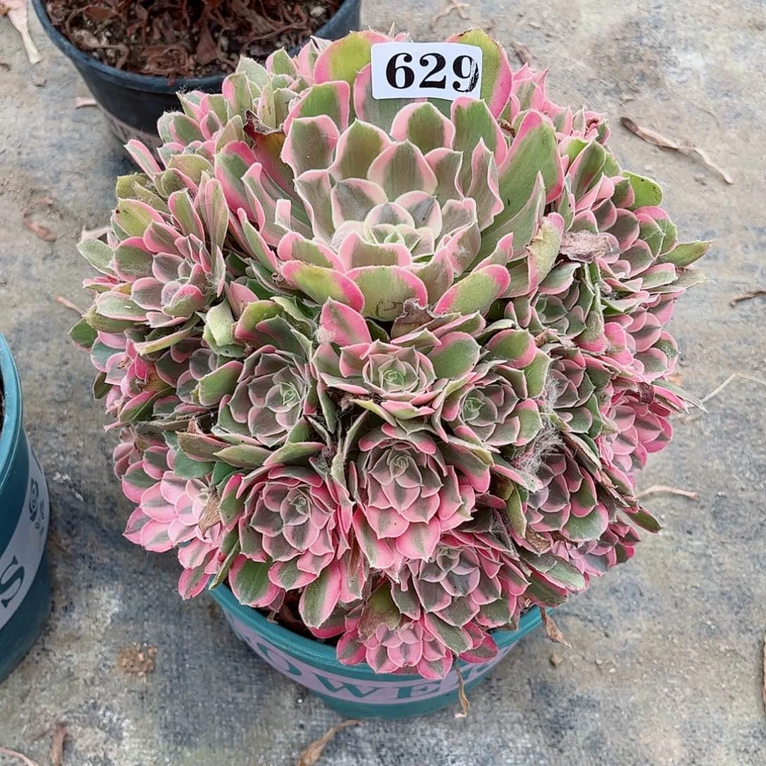 无花朵子****兰多肉植物男神寄养629