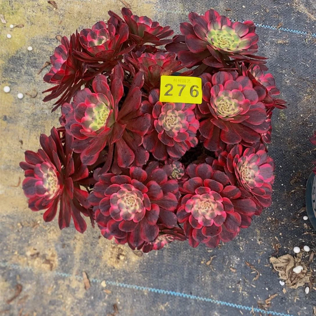 立*霞多肉0000276金刚
