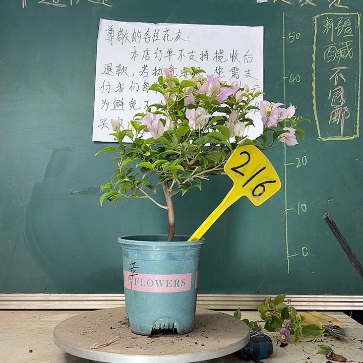 当前无花栽培后可以开花苹果花 216