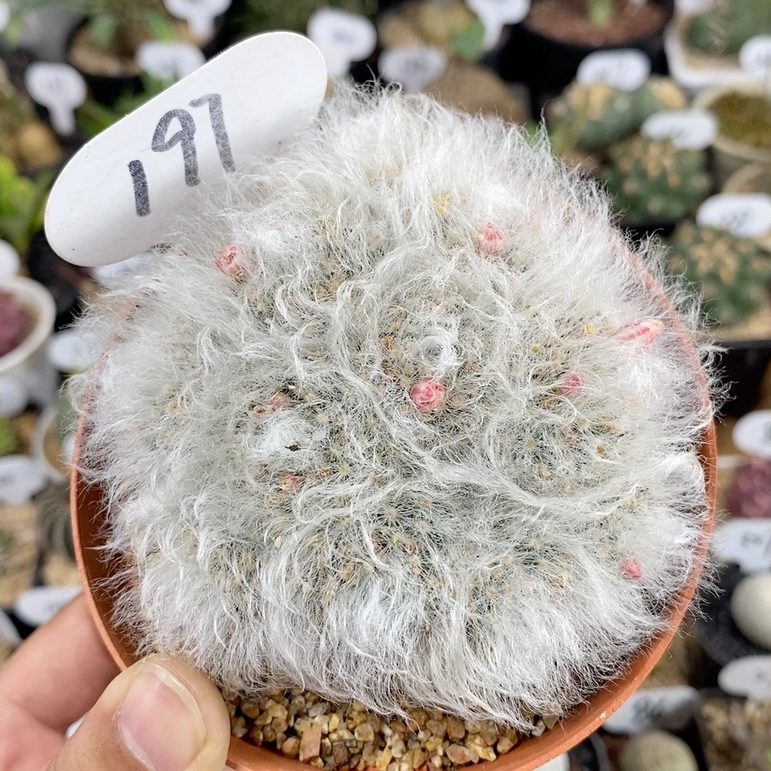 仙人球块根一物一拍 197号群生白云高莎9cm