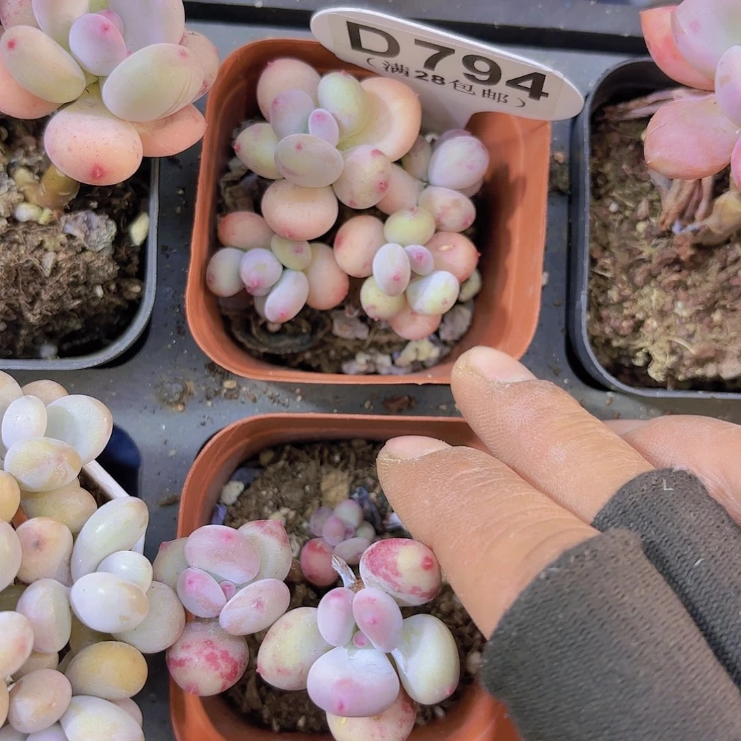 D794四代苹果奶一物一拍