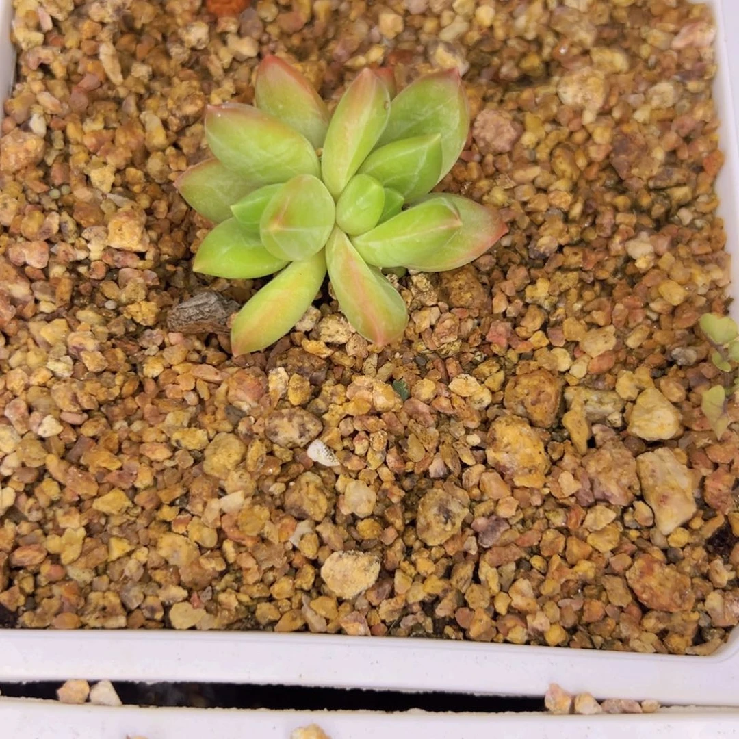 莱万特小苗双头发货