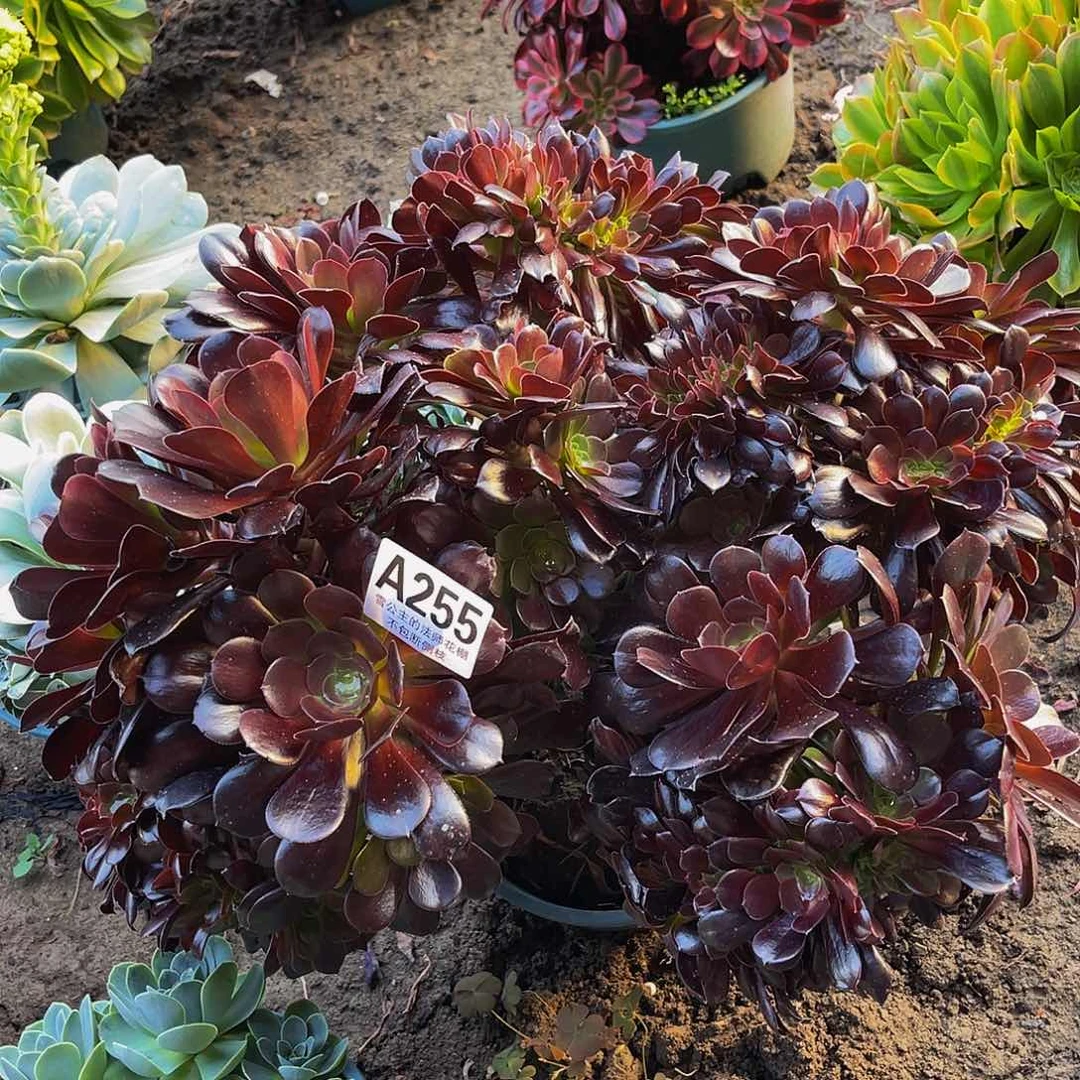 法师法师15-11包邮法师