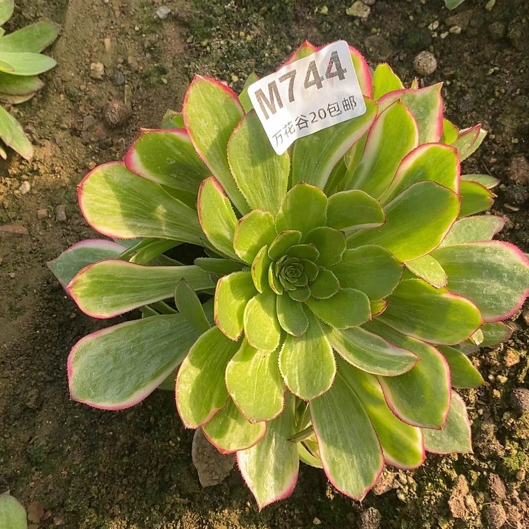 744莲花座多肉植物