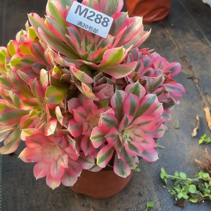 瑞妈，，。。。。。。288女巫。