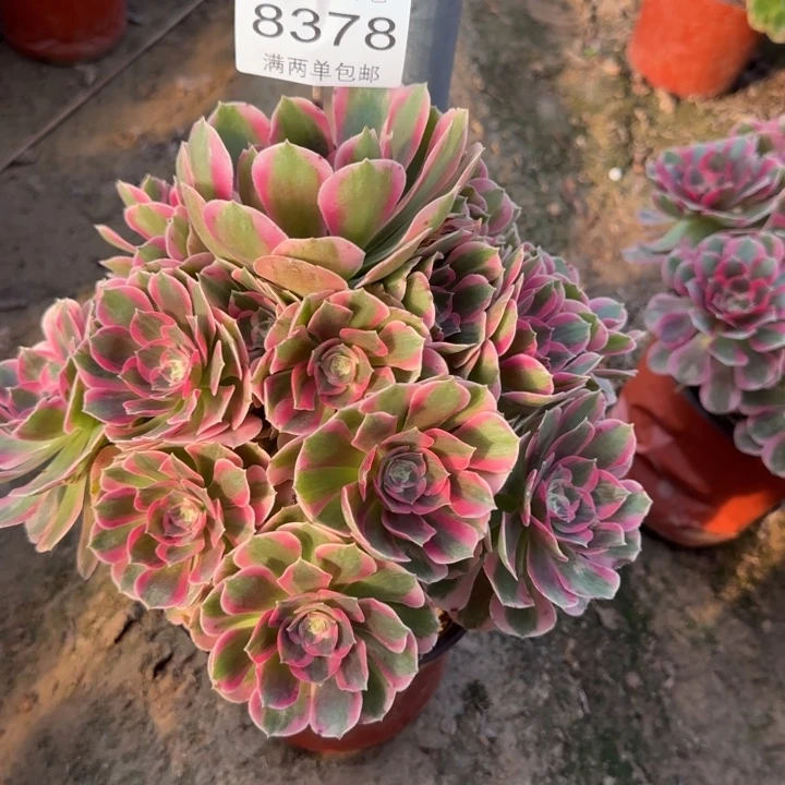 8378女郎多肉植物