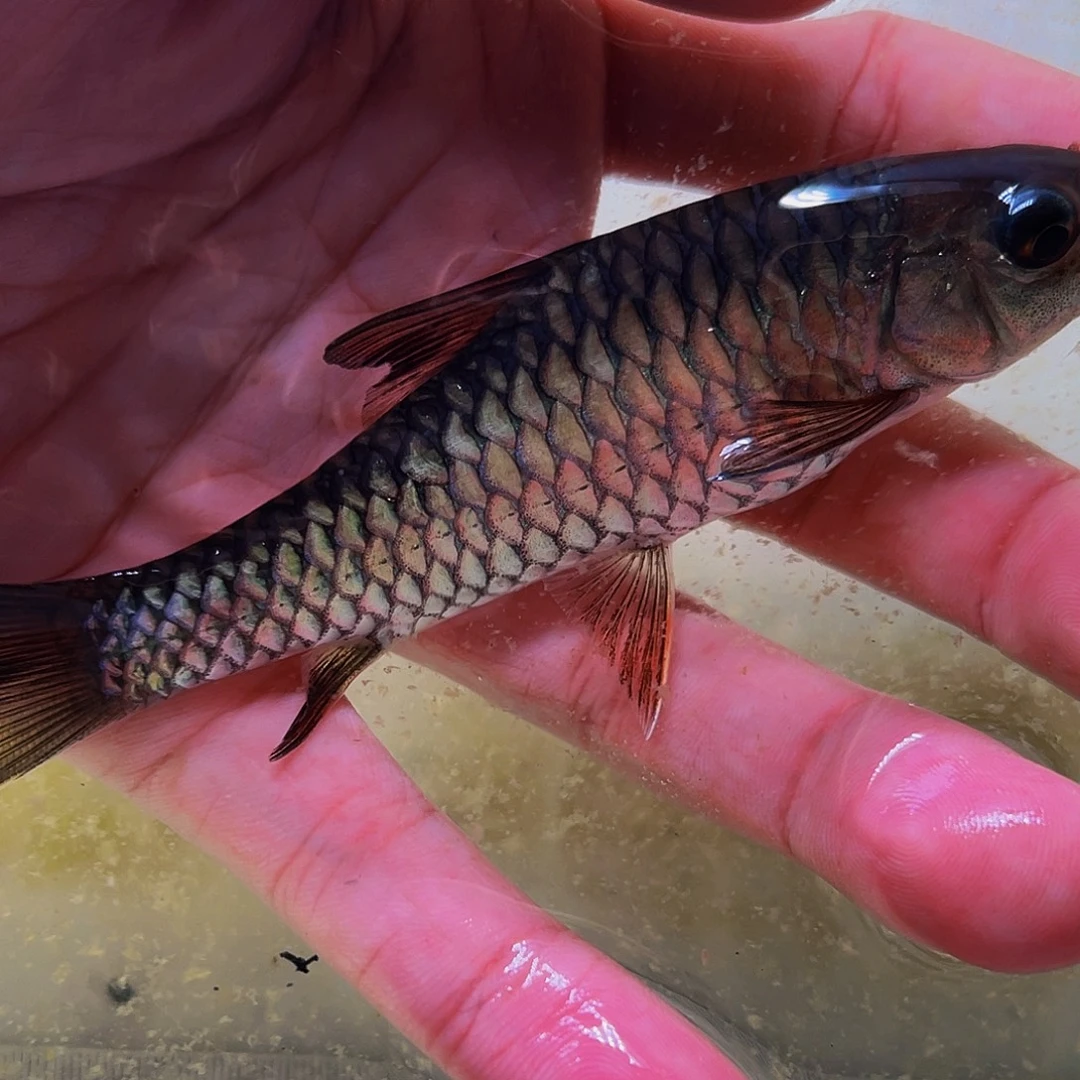 吉罗鱼北马红丘13.5cm