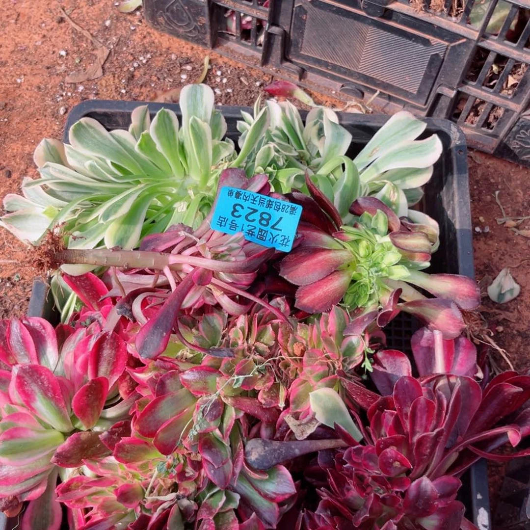 组合7823多肉植物