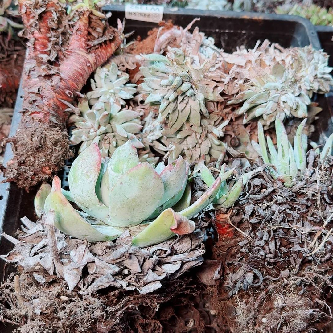 8613瑕疵框拍不售后