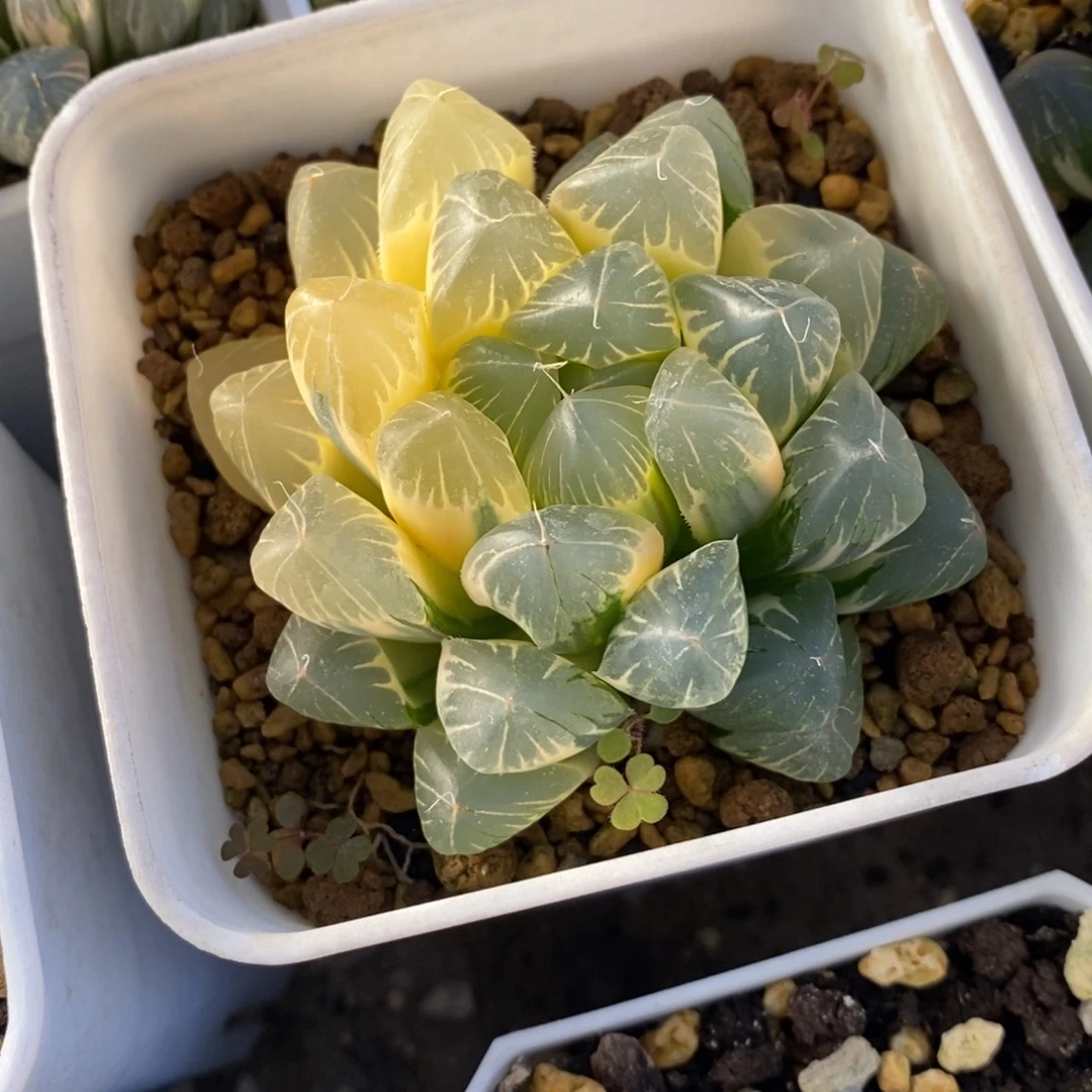 一颗实生糊斑玉露锦 特价