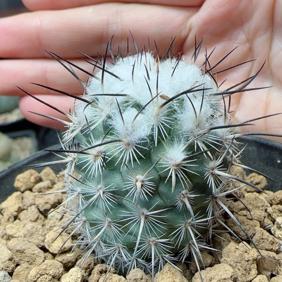 实生巨菲雷克多肉000