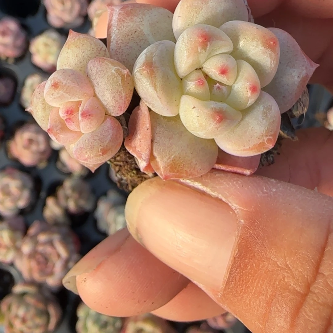 小卡拉米糖心一物一拍