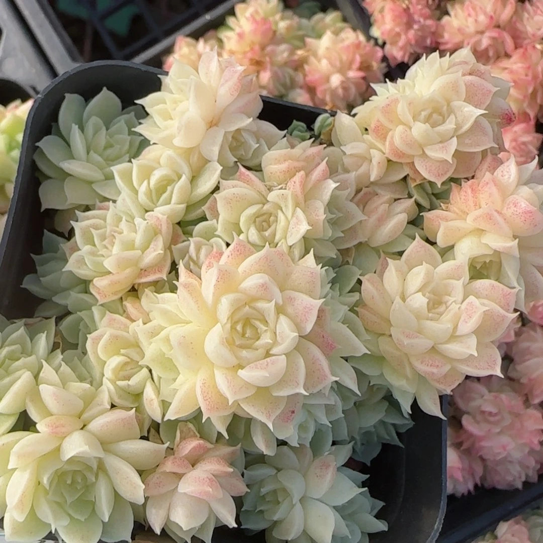 花语逸镜0206-738散