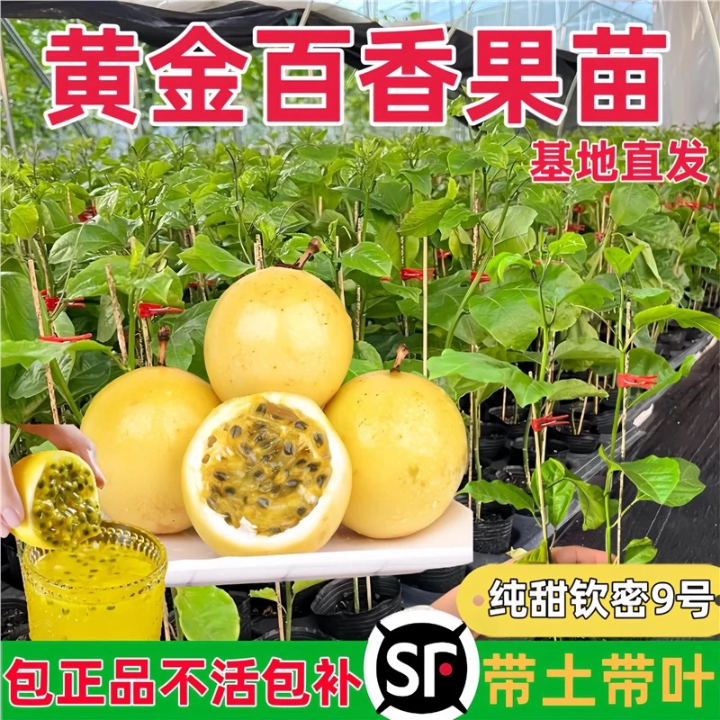 正宗广西钦密黄金百香果树苗纯甜无酸庭院盆栽地栽稀庭院树苗