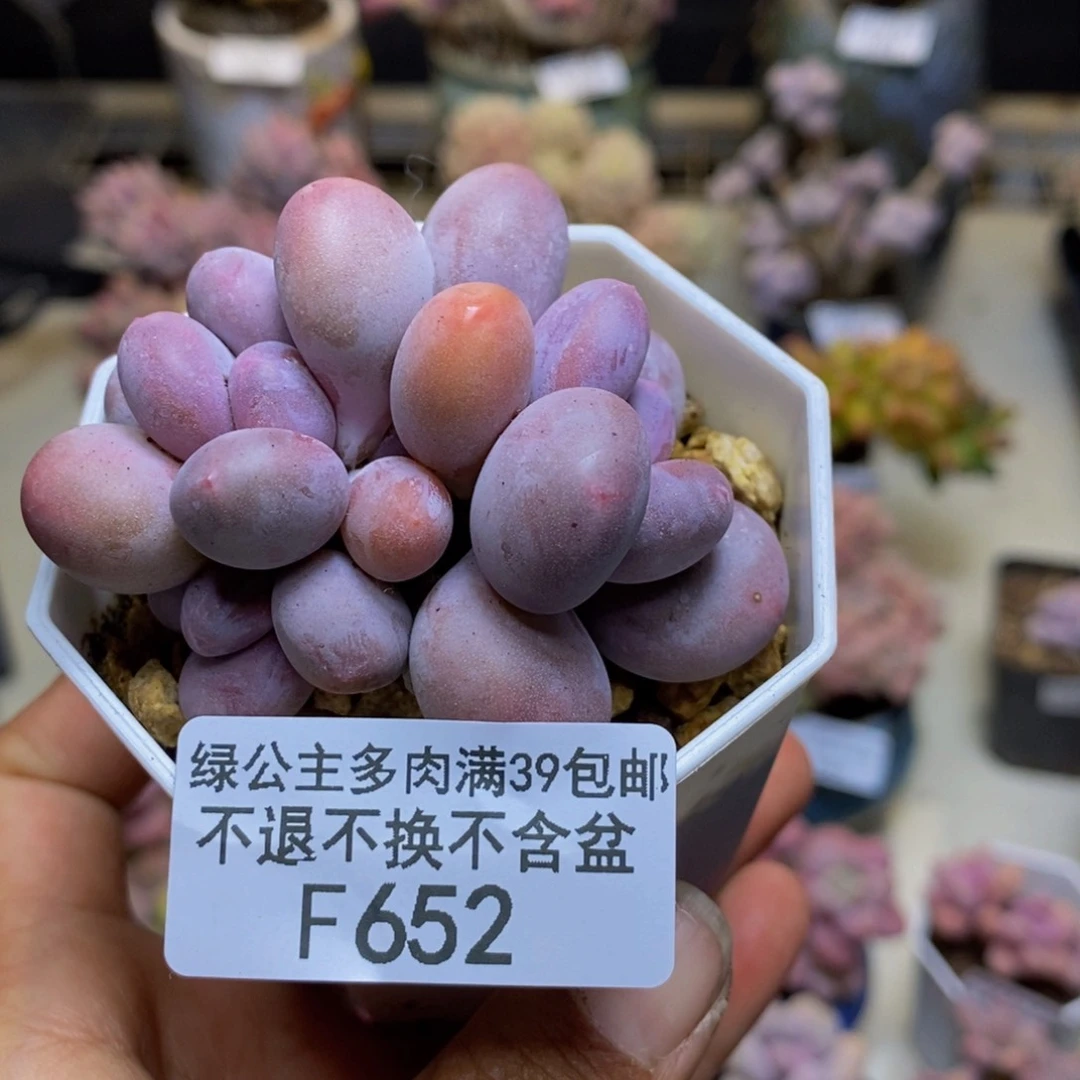 652糖豆奶多肉6c m