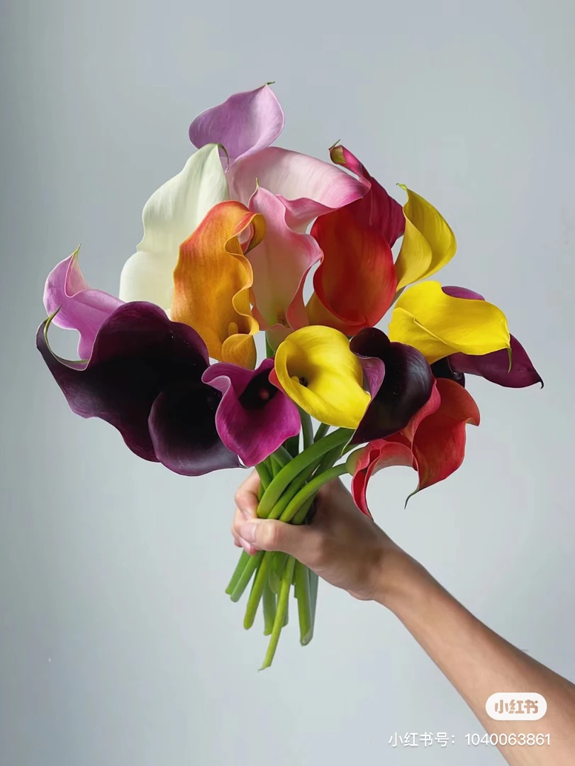 【马蹄莲】  任拍三单顺丰空运包邮鲜切花家居花店插花