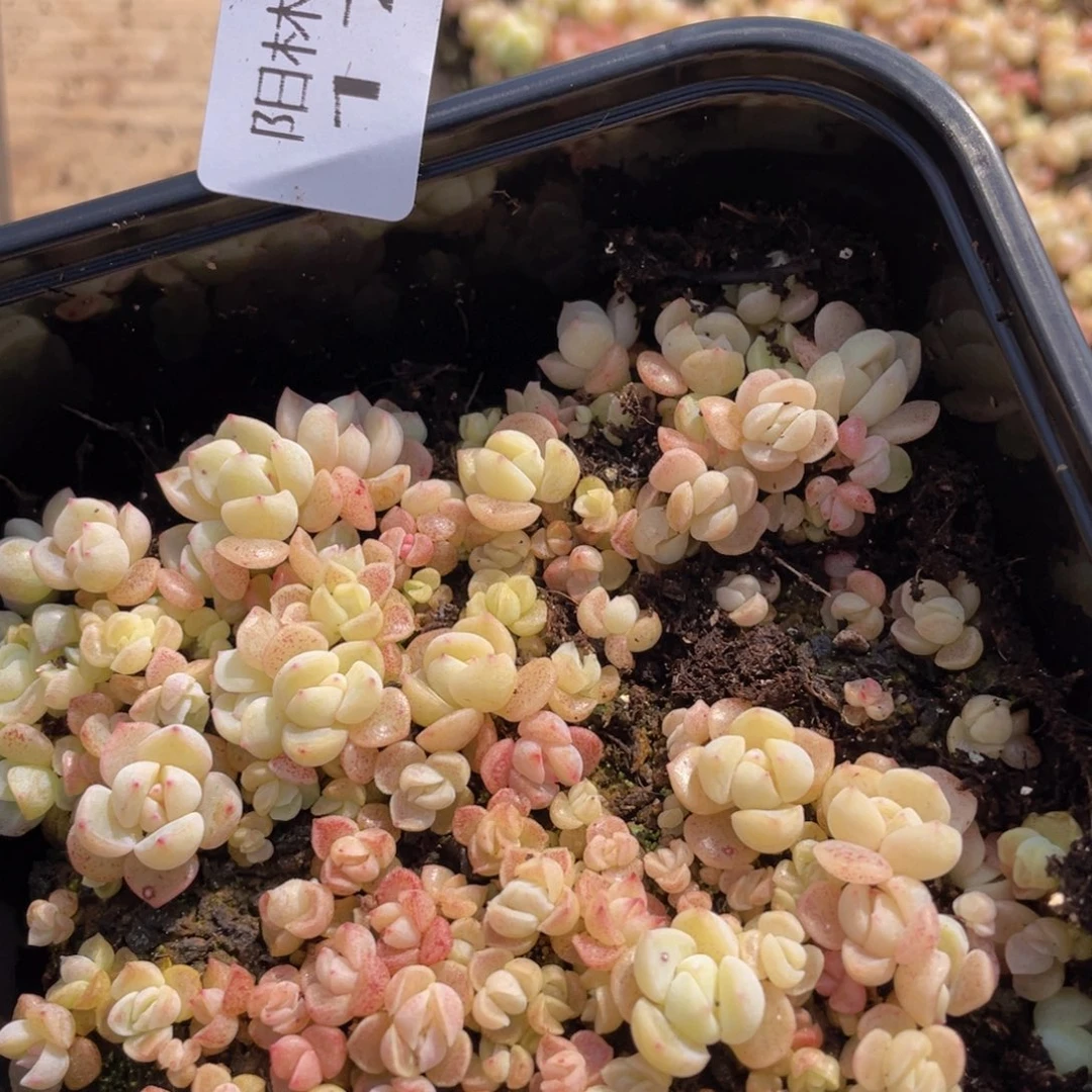 多肉植物多肉植物179