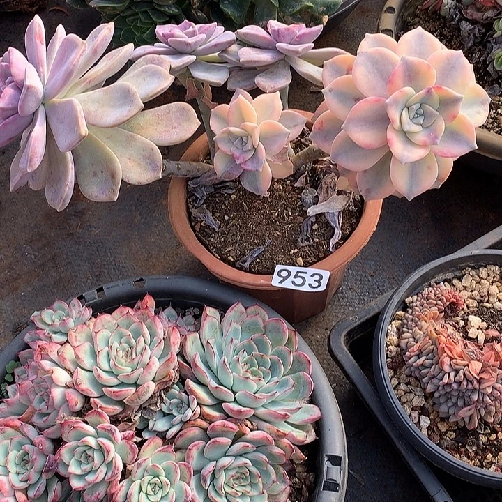 953紫乐锦 一物一拍多肉