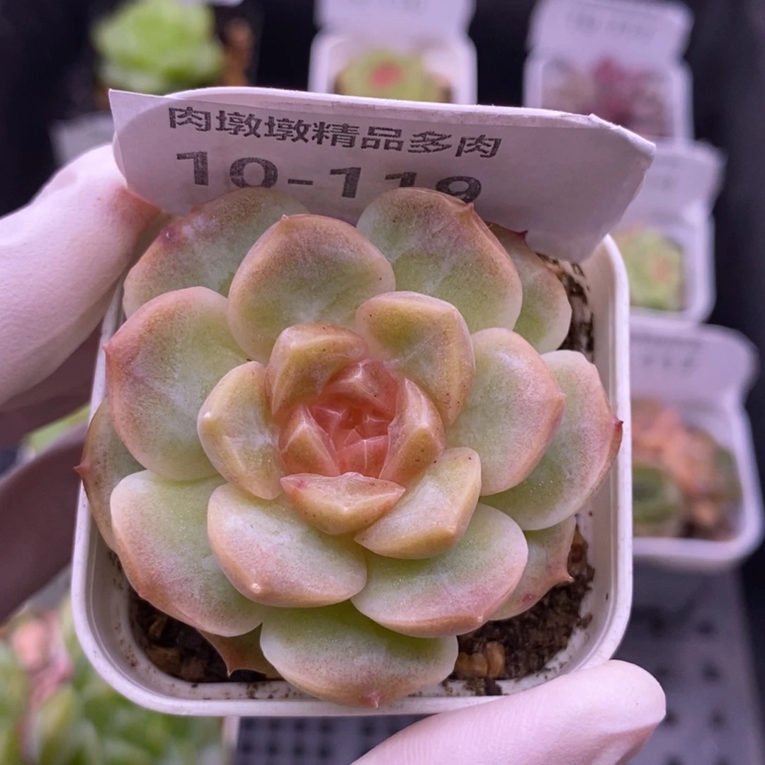 【闪购商品】10-119