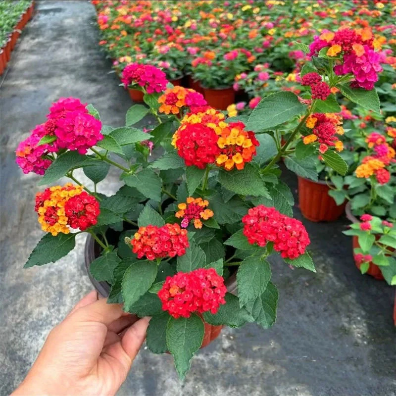 五色梅盆栽马樱丹花卉室外花园庭院花耐寒耐热混色多年生四季开花