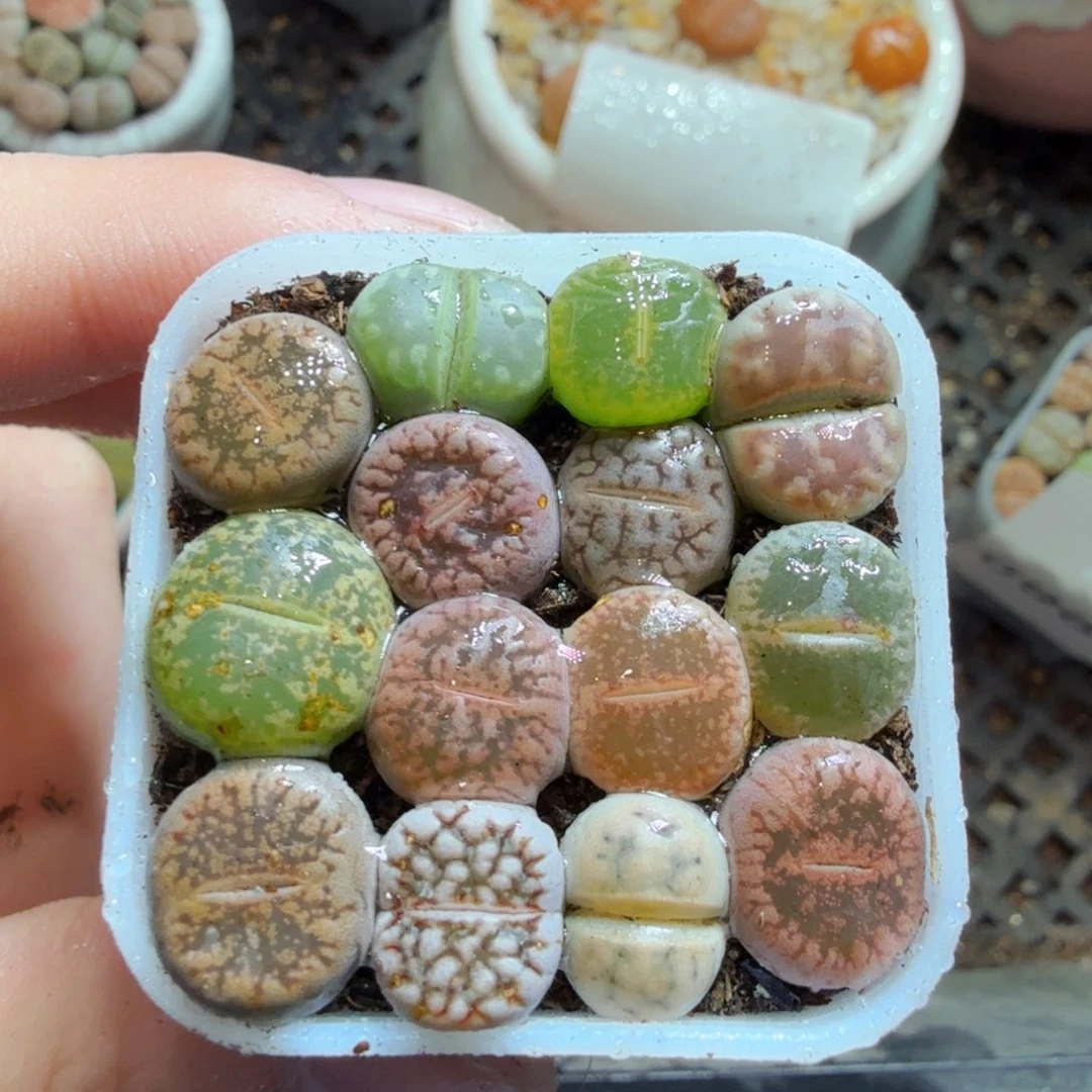 多肉葡萄的味道真的很643