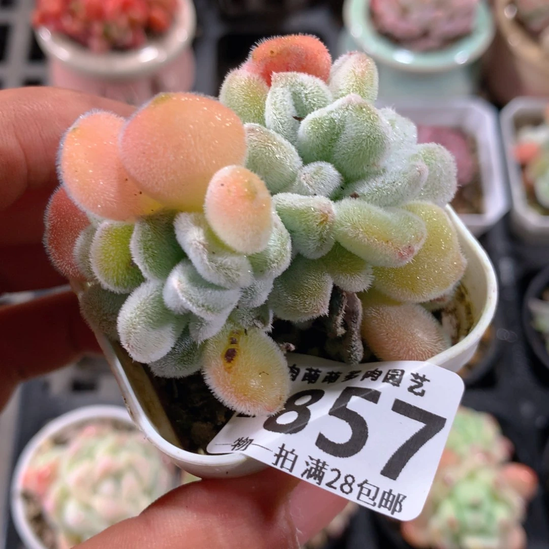 5CM拇指盆精控多肉ZM857