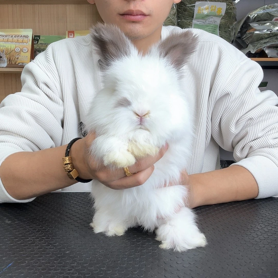 安哥拉小胡子 妹妹 特价1号